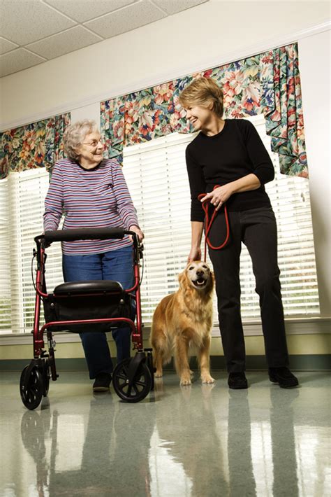 It can be especially helpful for elderly pets with muscle and joint issues, as well as those struggling with mobility